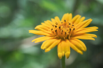Natureza, meio ambiente, flores e insetos.