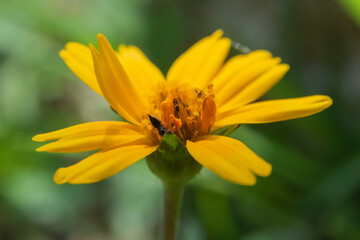 Natureza, meio ambiente, flores e insetos.