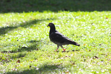 Obraz premium pombo caminhando na grama do parque, ave caminhando no gramado, pombo no chão do parque