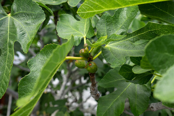 Unripe, green fig fruits on a tree branch.