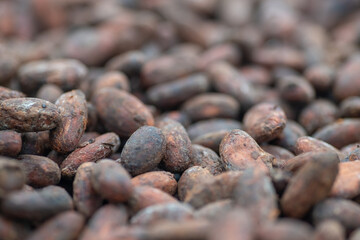 Cacao