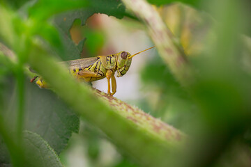 grasshopper on a leaf