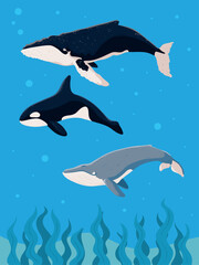 Fototapeta premium underwater whales sea life