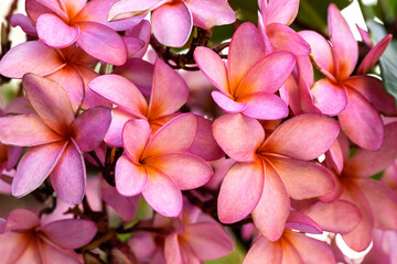 Fototapeta na wymiar Pink Plumeria Frangipani flowers blooming in springtime, tropical plant in a selective focus