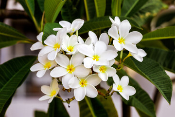Bunch of white Plumeria flowers in bloom in spring time at natural light, exotic tropical plant in Cancun, Mexico