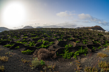Typical vineyards on black lava soil. Lanzarote, Canary Islands. Spain.