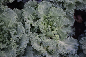 High quality photo, macro photography, gradient background, ornamental cabbage, green cabbage,...