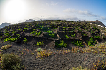 Typical vineyards on black lava soil. Lanzarote, Canary Islands. Spain.