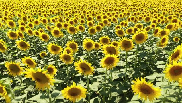 The common sunflower is a large annual forb of the genus Helianthus grown as a crop for its edible oil and seeds.