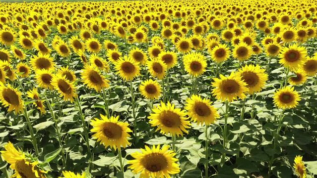 The common sunflower is a large annual forb of the genus Helianthus grown as a crop for its edible oil and seeds.