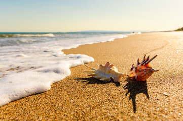 Fototapeta na wymiar Two beautiful shells on the sandy seashore. Sunset on the seashore. Selective focus on a light shell.