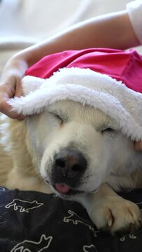Perro blanco mestizo recostado poni&eacute;ndose un gorro rojo de navidad en vertical