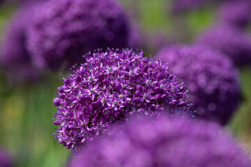 Nice purple ball flower onion at summer day with bee