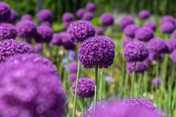 Nice purple ball flower onion at summer day with bee - obrazy, fototapety, plakaty