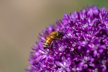 Nice purple ball flower onion at summer day with bee
