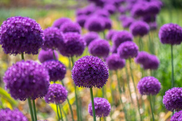 Obraz premium Nice purple ball flower onion at summer day with bee