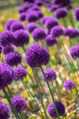 Obraz premium Nice purple ball flower onion at summer day with bee