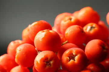 Closeup of fresh rowanberries