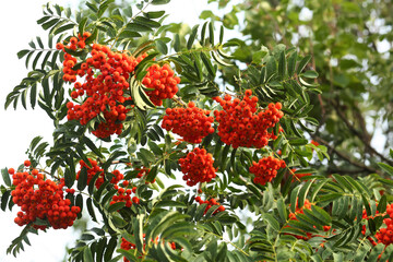 Obraz premium Lush foliage of rowan tree in bloom