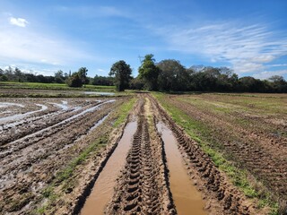 agricultura em terreno molhado