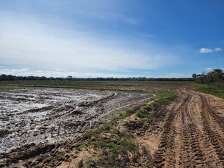 agricultura plantação de arroz