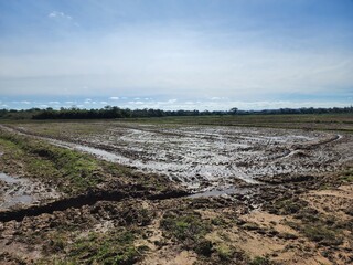agricultura planta&ccedil;&atilde;o de arroz