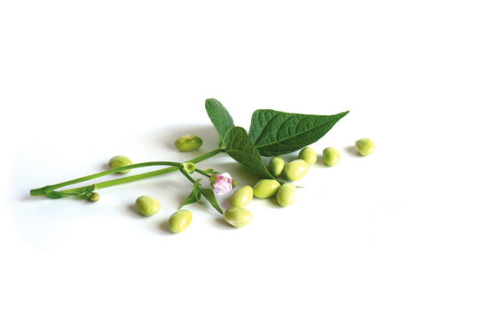 Ripe Green Grain Beans With Leaves And Flower Isolated On A White Background.