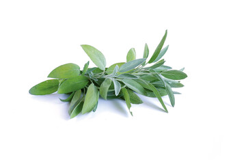 A sprig of sage with leaves. Clary, Salvia isolated on a white.