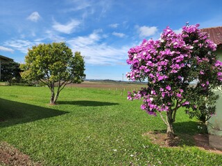 Fototapeta premium flor rosa no jardim decorado