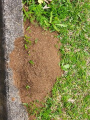 formigueiro, ninho de formigas