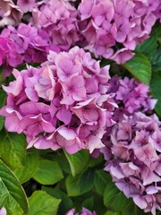 Pink hydrangea flower in the garden. Calm and relax