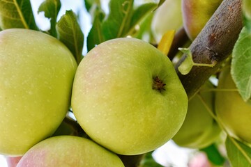 Green Apples on a Tree