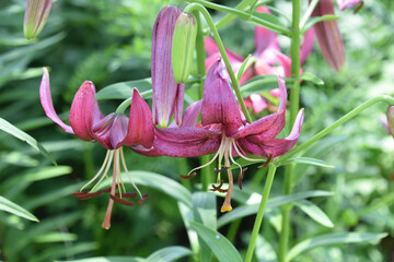 Budding and Blooming Oriental Lilies Flowering in a Garden