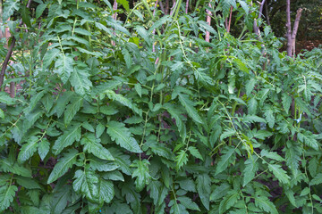 Tomato Bush with fresh green leaves in the farm - Concept for growing tomatoes