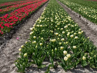 Gordijnen Tulip field    Tulpenveld . © Holland-PhotostockNL