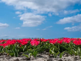 Foto auf Alu-Dibond Tulip field    Tulpenveld . © Holland-PhotostockNL