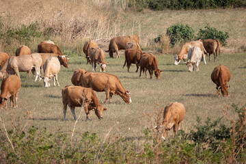 Naklejka na ściany i meble Cow grazing in the field