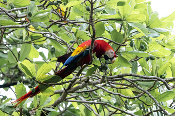 Ara rouge