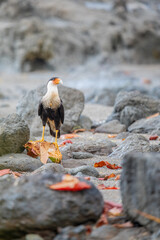 Caracara