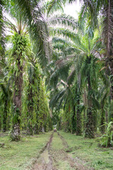 Obraz premium Culture de palme