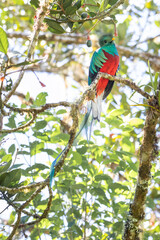 Quetzal