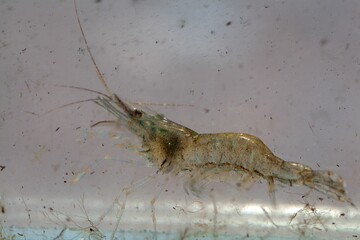 Baltic prawn, Palaemon adspersus