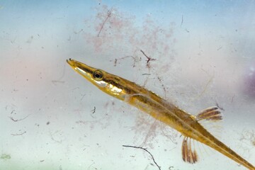 Sea stickleback, Spinachia spinachia