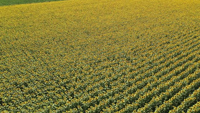 The common sunflower is a large annual forb of the genus Helianthus grown as a crop for its edible oil and seeds.
