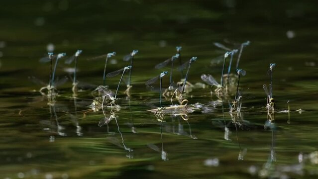 A group of beautiful common bluetails (Ischnura elegans) mating on the green water. Blue-tailed damselflies having sex, sitting on a plant and flying around. Summertime on a lake in Hungary, Europe.