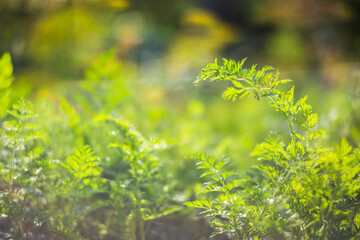 Carrot crops planted in soil get ripe under sun. Cultivated land close up with sprout. Agriculture plant growing in bed row. Green natural food crop