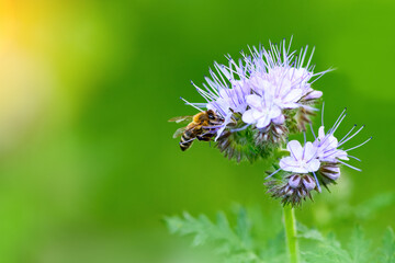 Bee and flower phacelia. Close up of a large striped bee collecting pollen from phacelia on a green background. Phacelia tanacetifolia (lacy). Summer and spring backgrounds