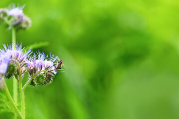 Bee and flower phacelia. Close up flying bee collecting pollen from phacelia on a sunny day on a green background. Phacelia tanacetifolia (lacy). Summer and spring backgrounds