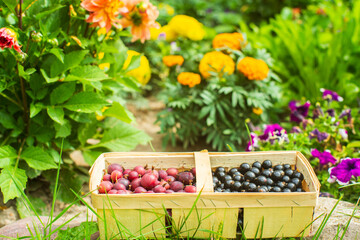 Currant harvest in a bark basket collected in the garden. Plantation work. Autumn harvest, healthy organic food concept close up with selective focus