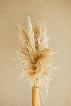 Fototapeta Dry pampas grass reeds agains on beige background. Minimal, stylish, trend concept. Copy space. Trend color 